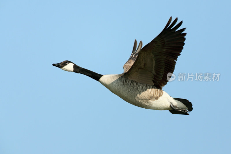 加拿大鹅(Branta canadensis)